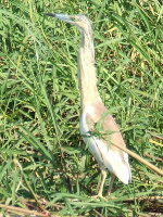 Squaco Heron Squaco Heron